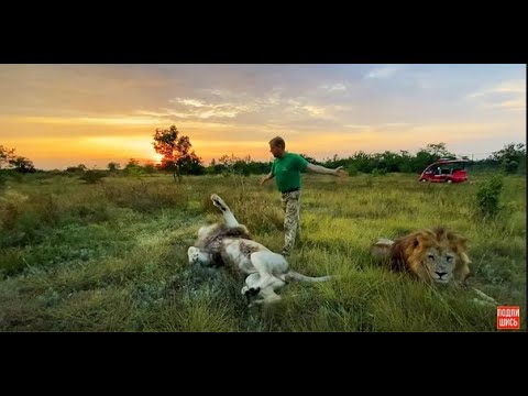 Видео: Разговор СРЕДИ ЛЬВОВ! Культ личности НЕ ДЛЯ МЕНЯ!