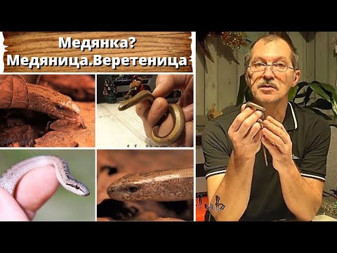 Видео: Медянка? Медяница. Веретеница.