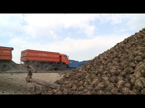 Видео: На Ставрополье началась уборка сахарной свёклы