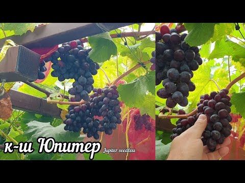 Видео: Виноград "к-ш Юпитер" Jupiter seedless