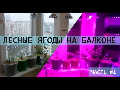 Видео: Выращивание лесных ягод на балконе под фитолампами. (Часть 1) Брусника, клюква, черника и пр.