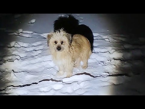 Видео: Бродячая собака-мать родила 8 щенков в сильном снегопаде и тоскует по заботе от добрых людей