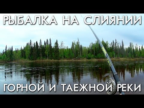 Видео: РЫБАЛКА НА СЛИЯНИИ ГОРНОЙ И ТАЕЖНОЙ РЕК / ХАРИУС НА ПОПЛАВОК