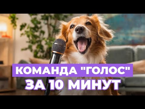 Видео: КОМАНДА ГОЛОС. Как научить собаку лаять по команде? | Советы кинолога | ЛавГав