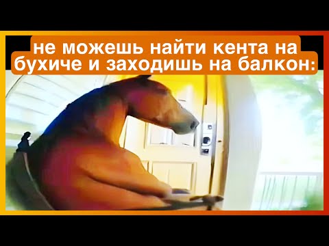 Видео: тикток на бухиче | подборка мемов 