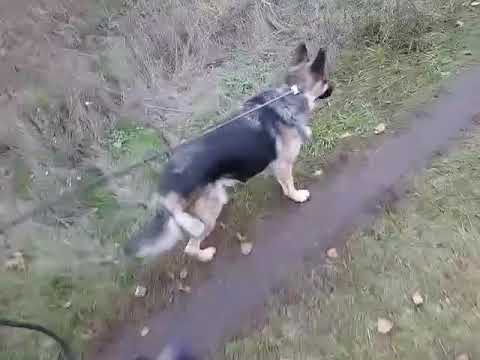 Видео: ОСЕННИЕ БУДНИ 