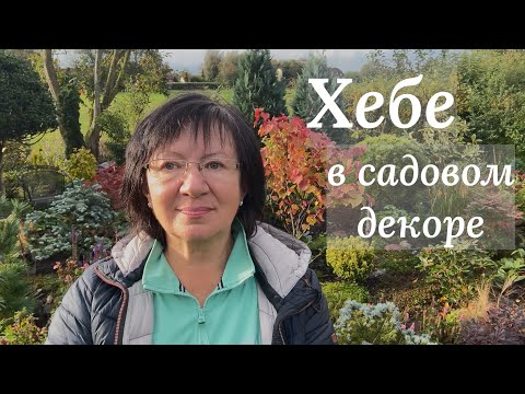 Видео: Hebe — вечнозелёная красота в саду 🌿 4 года роста и идей для вдохновения 🌿