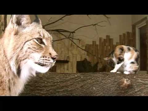 Видео: Рысь Нелли 4-25