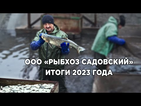 Видео: Как увеличить прирост толстолобика в 35 раз!? Рыбхоз САДОВСКИЙ часть 2