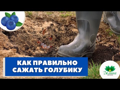 Видео: КАК ПРАВИЛЬНО ПОСАДИТЬ ГОЛУБИКУ? 🔥Весенняя посадка ГОЛУБИКИ "С НУЛЯ". Смотрим!