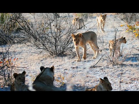Видео: §22 "Климат Африки", География 7 класс ч.1, Домогацких