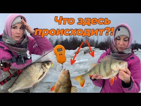 Видео: ОГРОМНЫЕ ОКУНИ И ЛЕЩИ НА БАЛАНСИР! Это была БЕШЕНАЯ РЫБАЛКА😱 Клев как по последнему льду!