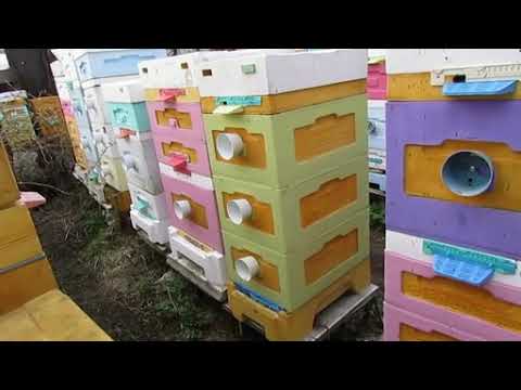 Видео: пчеловодство на ячейке 4,9 мм - часть 60, улей Кука, пчел не осматриваю, живут как хотят 22.04.2024