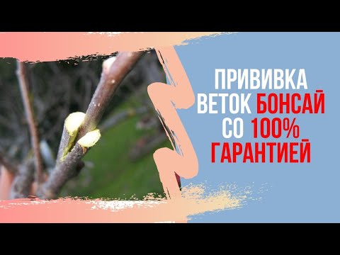 Видео: Прививка ветки у БОНСАЙ со 100% гарантией. Формирование веток в нужном месте у бонсай