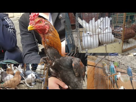 Видео: Тоок базар ото кызыкту базар .18.04.2021.Кызыл-Кия