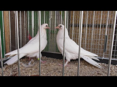 Видео: Переселяю еще партейку молодых в гонный отсек 02.04.20