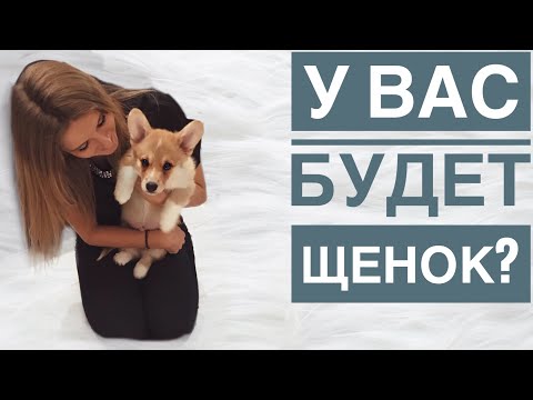 Видео: Подготовка к появлению щенка у вас дома🐶