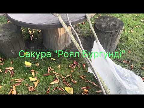 Видео: Ліщина "Конторта" на штамбі з ведмежого горіха та інші цікавинки з рідного Жашкова💛🩵🍂