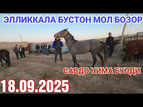 Видео: 18 сентября 2025 ЭЛЛИККАЛА БУСТОН МОЛ БОЗОР НАРХЛАРИ НИМА БУЛДИ