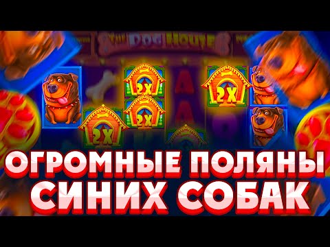 Видео: ПОЙМАЛ ОГРОМНУЮ ПОЛЯНУ СИНИЙ СОБАК В ALL IN БОНУСЕ THE DOG HOUSE MEGAWAYS/ ДОГ ХАУС ЗАНОС!!!