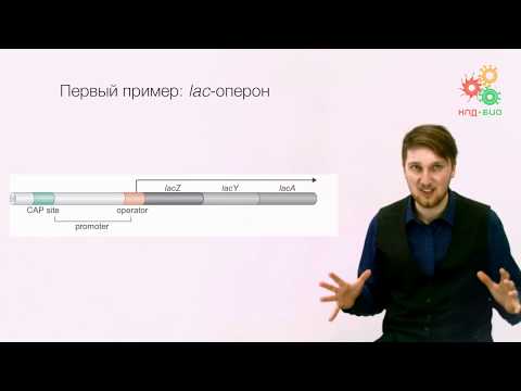 Видео: Регуляция работы генов. Регуляция транскрипции у прокариот. Часть 1