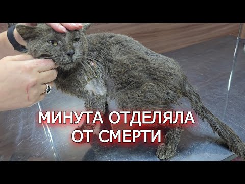 Видео: Принесли привидение от кота