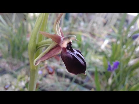 Видео: В Москве впервые расцвел символ Карабаха цветок хары-бюльбюль. Репортаж «Москва-Баку»