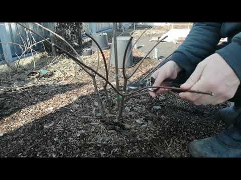 Видео: ОБРЕЗКА ГОРТЕНЗИЙ. ДЕНТЕЛЬ ДЕ ГОРРОН И ВАНИЛЛА ФРАЙЗ.