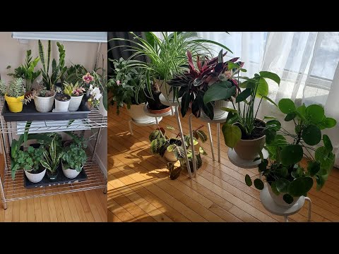 Видео: Мои комнатные растения. Обзор. Март 2021