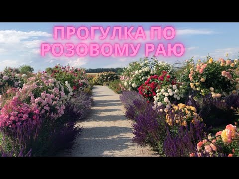 Видео: Прогулка по розовому питомнику (с названиями)