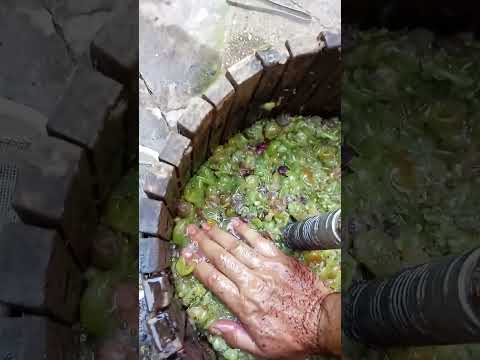 Видео: Домашно бяло вино, как го правя!!! домашнее белое вино! #ракия #вина #виноградник