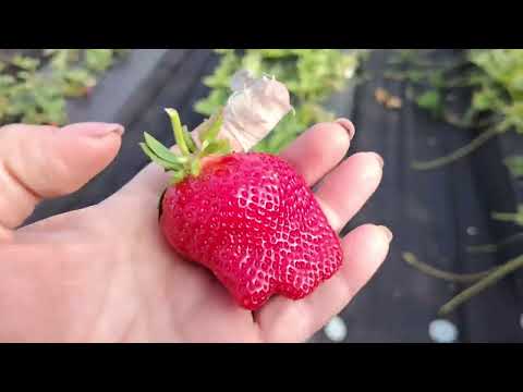 Видео: Які сорти скоро дадуть урожай у відкритому грунті