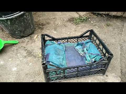 Видео: ПОЭТАПНОЕ ПРИГОТОВЛЕНИЕ ТЕРМОФИЛЬНОГО ЧАЯ ПО НОВОЙ ТЕХНОЛОГИИ 💪