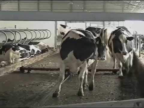 Видео: Сучасна технологія виробництва молока