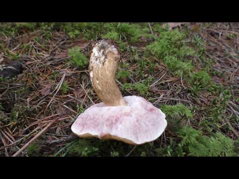 Видео: . Гриб со сложным характером. Желчный гриб - Tylopilus felleus