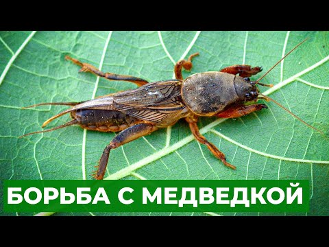 Видео: Как избавиться от медведки раз и навсегда. Действенные советы и самая подробная инструкция