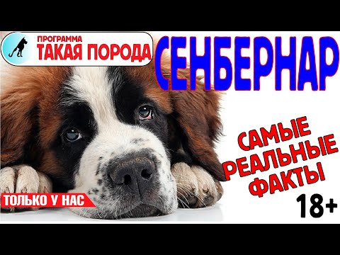 Видео: Такая порода. Сенбернар