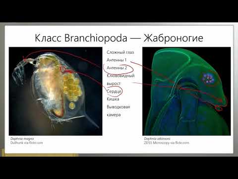 Видео: Зоология беспозвоночных. Ракообразные (Часть 1 — Низшие раки)