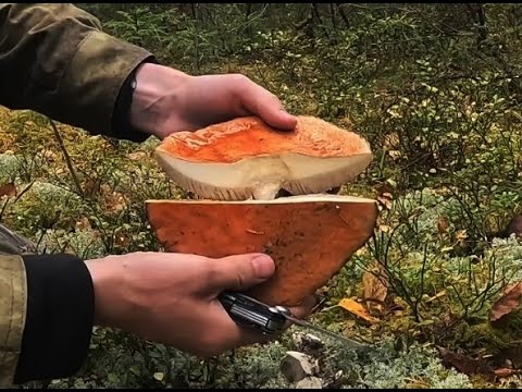 Видео: ЗАШЕЛ В ЛЕС ПОСЛЕ ЗАСУХИ...НЕОЖИДАННАЯ НАХОДКА