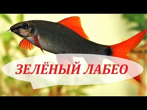 Видео: Лабео Зелёный рыбка аквариумная, совместимость, содержание, размножение в аквариуме.
