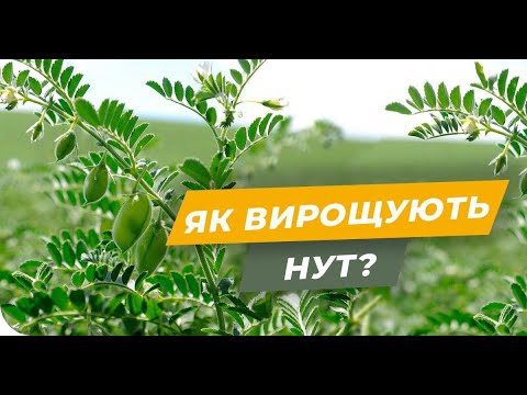 Видео: Технология выращивания НУТа