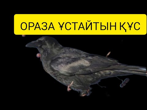 Видео: ҚАНДАЙ ҚҰС АДАМДАРМЕН БІРДЕЙ ОРАЗА ҰСТАЙДЫ?
#оразаұстайтынқұс #оразаұстау #ораза