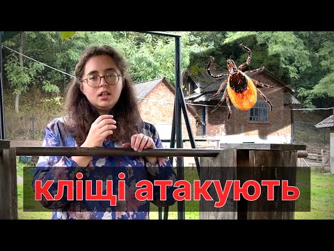 Видео: Наш тузік чуть не здох. Хвороба Лайма.
