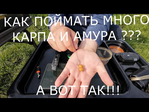Видео: Как поймать КАРПА и АМУРА на ТИГРОВЫЙ ОРЕХ!?
