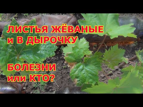 Видео: Жёваные листья в дырочку. Хлорозы. АНТРАКНОЗ или Кто?