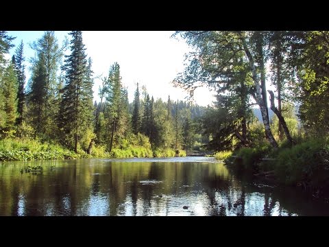 Видео: Осенняя прогулка по Большому Урюпу (Кузнецкий Алатау, тайга, поход, река, рыбалка на хариуса)