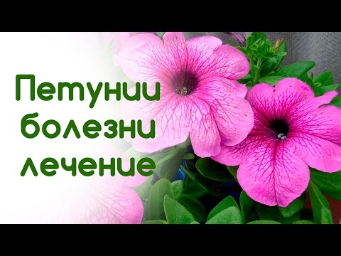 Видео: Болезни петуний. Профилактика и лечение хлороза и мучнистой росы