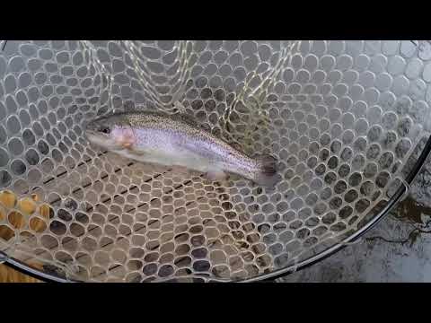Видео: Форель на платнике