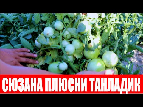 Видео: 4 йилдан бери помидор бўлмай қолган эди синовга Сюзана Плюс F1 экдик натижаси зўр