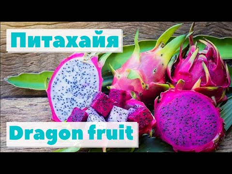 Видео: Питахайя/Дрэгонфрут | Как это сделано